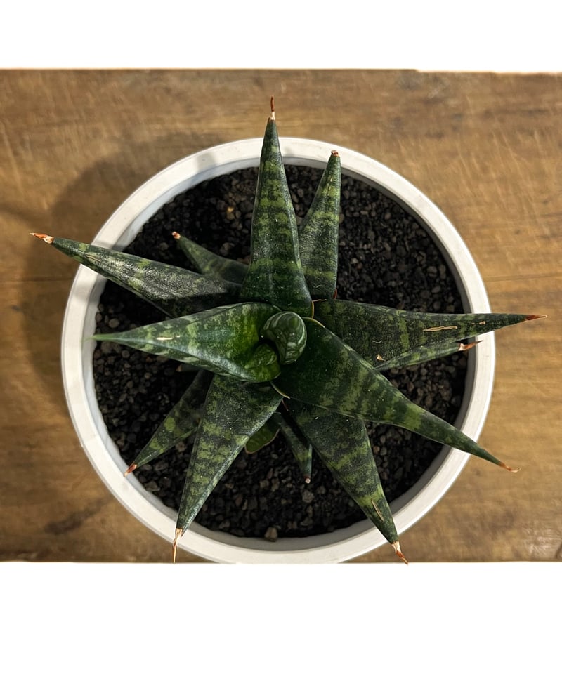 サンセベリア ブラック ダイヤモンド「Sansevieria Black Diamond」5/