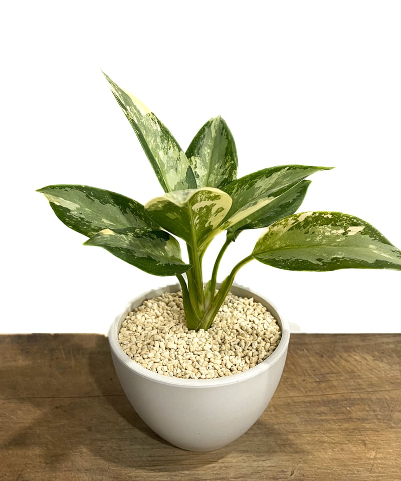 アグラオネマ スワンナプーム「Aglaonema Suvarnabhumi」16F-2 | S