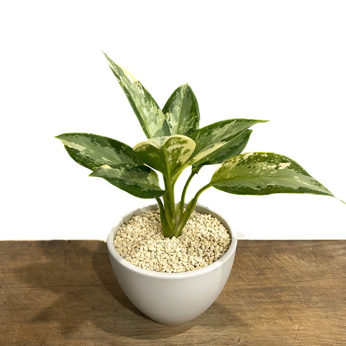 アグラオネマ　スワンナプーム アグラオネマ スワンナプーム「Aglaonema Suvarnabhumi」16F-2 | S