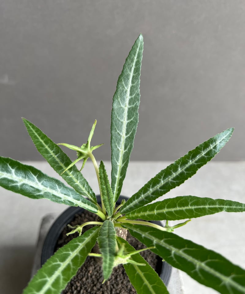 ドルステニア　ランキフォリア　斑入り Dorstenia lancifolia