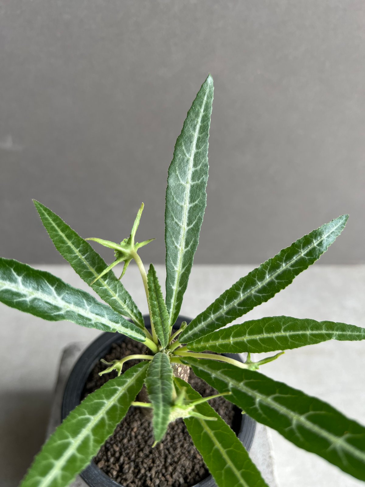 ドルステニア　ランキフォリア　斑入り ドルステニア ランキフォリア 斑入り