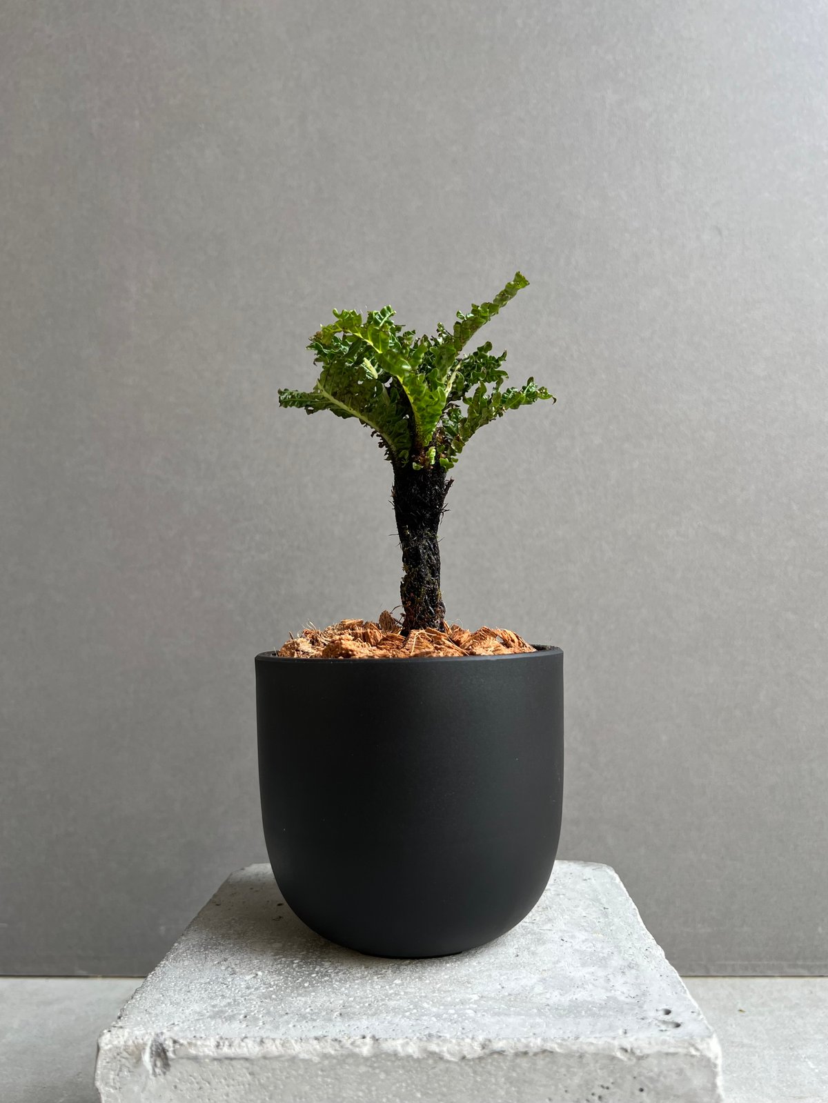 ブレクナム ギッバム ドワーフ ブレクナム ギッバム ドワーフ 「Blechnum gibbum Dwarf 」99B | S