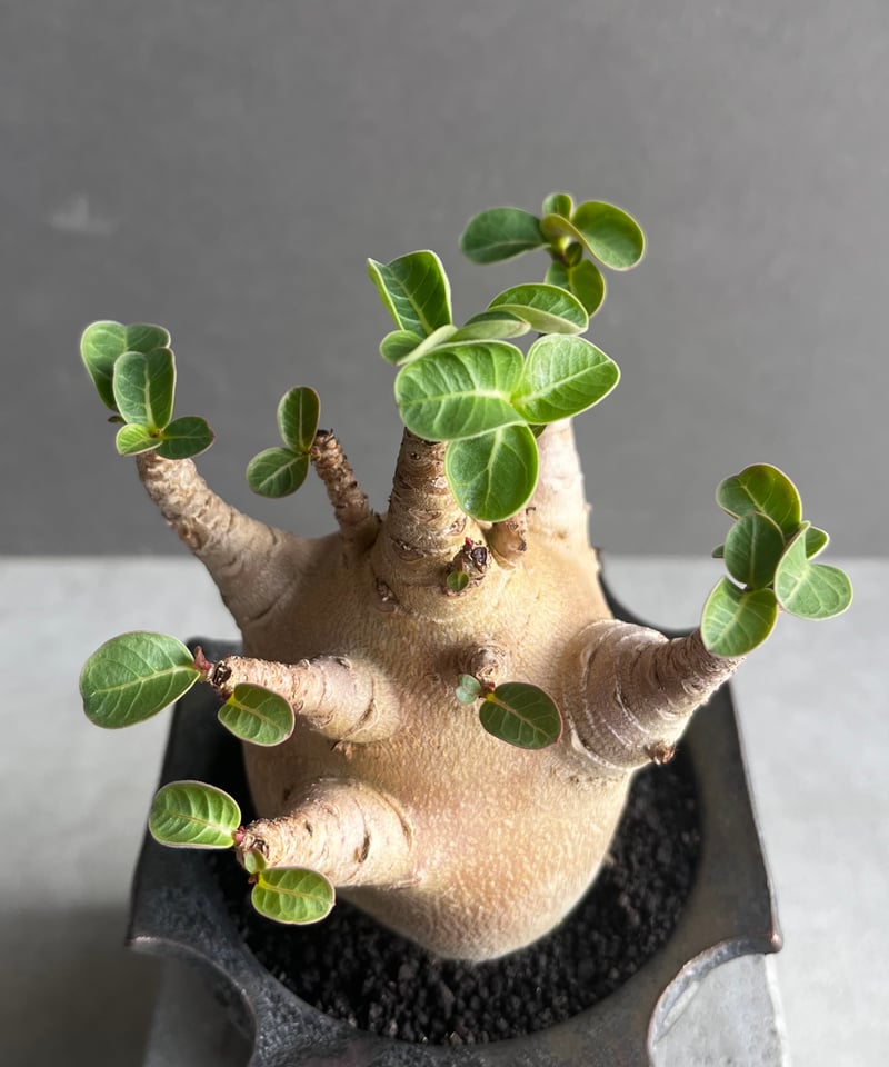 アデニウム アラビカム スーパー ドワーフ “レッド” + object by