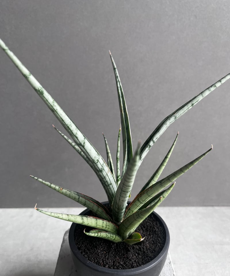 サンセベリア プラ カイ ケオ 「Sansevieria Pra Kay Kaow (by