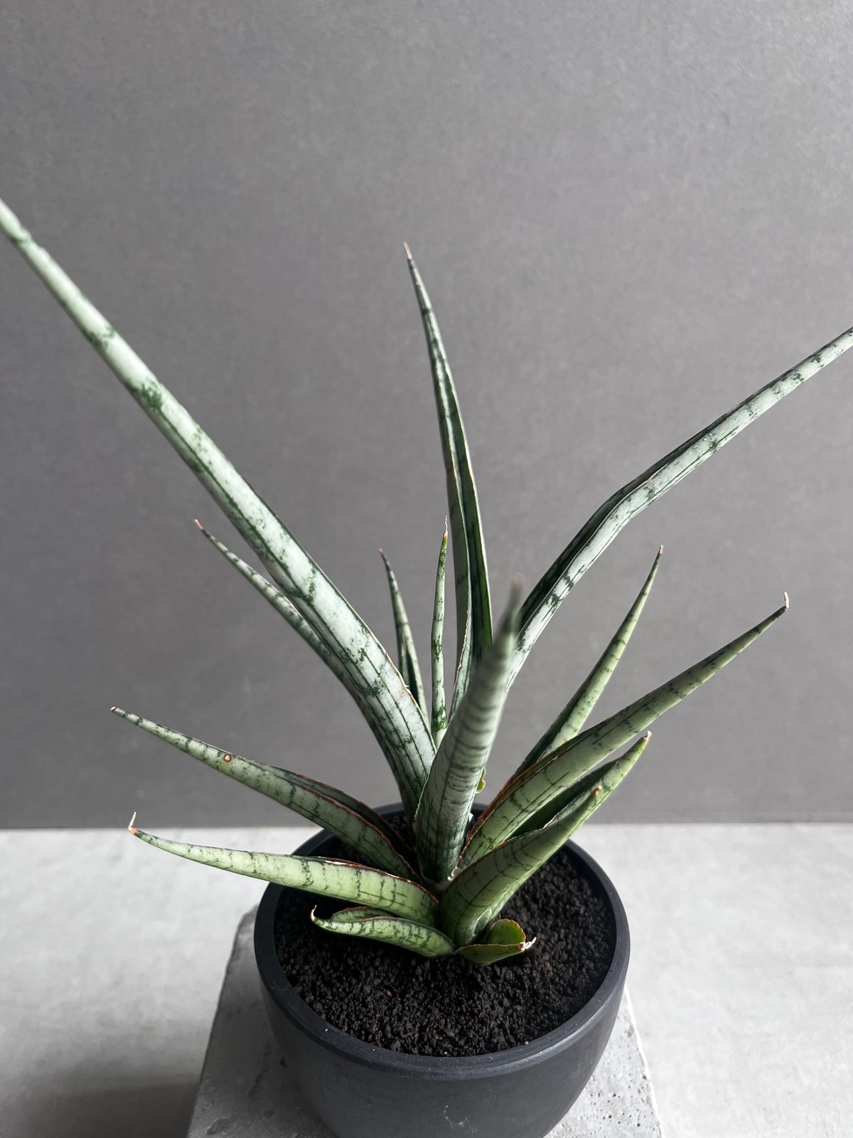 サンセベリア プラ カイ ケオ 「Sansevieria Pra Kay Kaow (by 