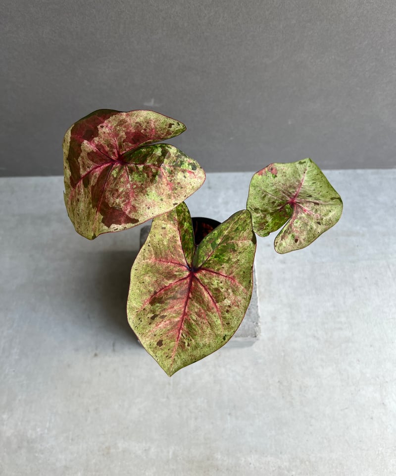 カラジューム ハイブリッド “ダルマ” 「Caladium Hybrid “Daruma