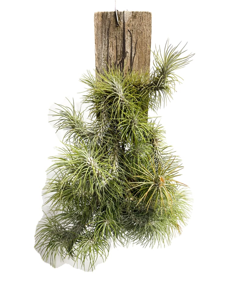 ティランジア フンキアナ レクルビフォリア「Tillandsia funckiana var