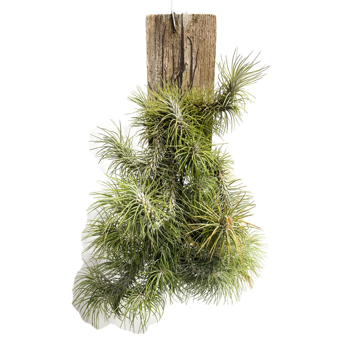 ティランジア フンキアナ レクルビフォリア「Tillandsia funckiana var