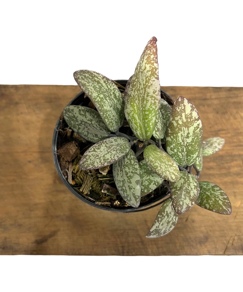 専用 ＊ ホヤ ＊ Hoya ＊ ラティシルバー ＊2株 現品販売 ホヤ Hoya AH-0035 3.5号 鷲尾園芸 希少 レア 観葉植物