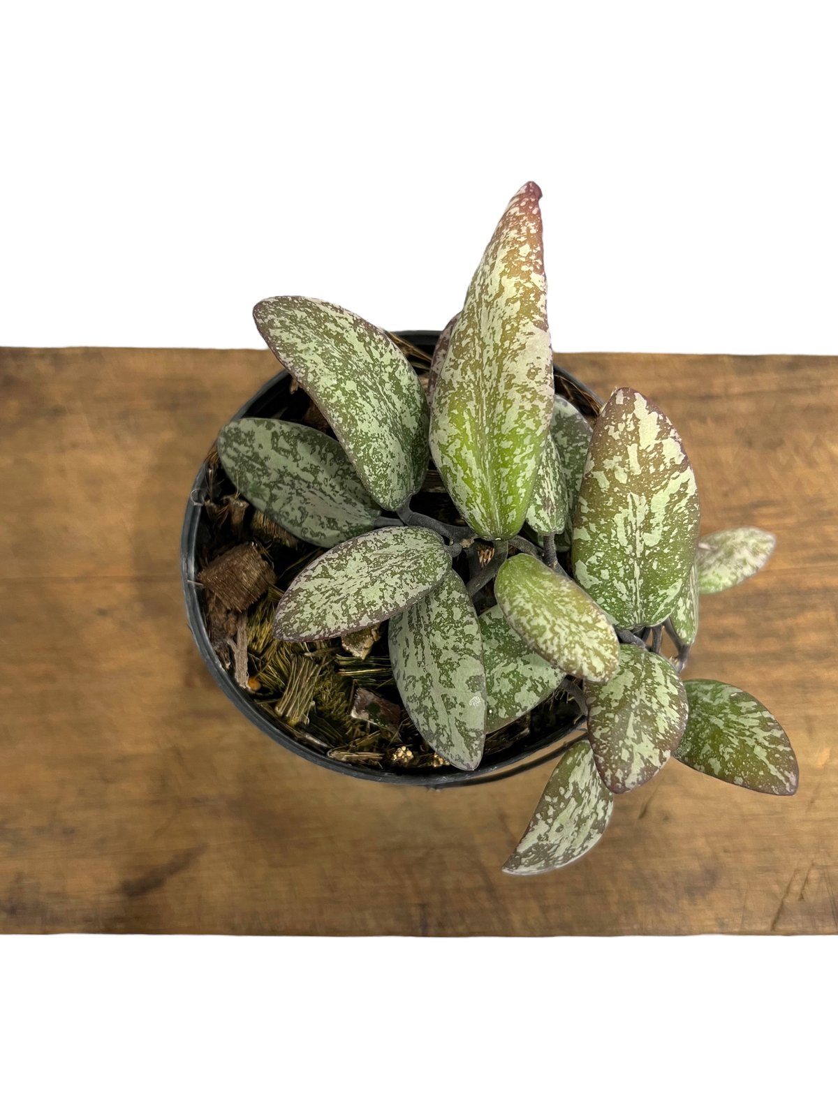 ホヤ シギラティス シルバー ボルネオ 「Hoya sigilatis Silver Bor