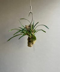 ビカクシダ　ウィリンキー ビカクシダ・ウィリンキー | フラワーショップあきの