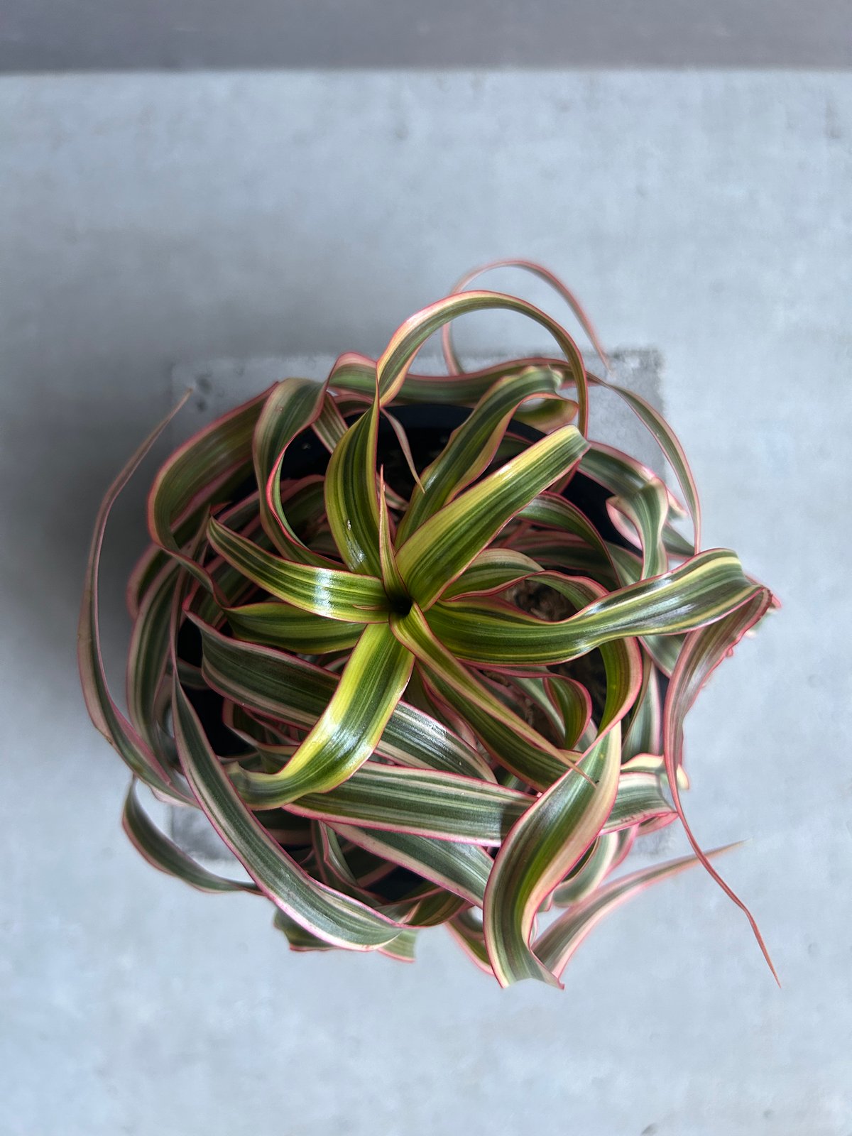 ドラセナ キュンティ「Dracaena concinne Kuhnty 」99J | SHOU