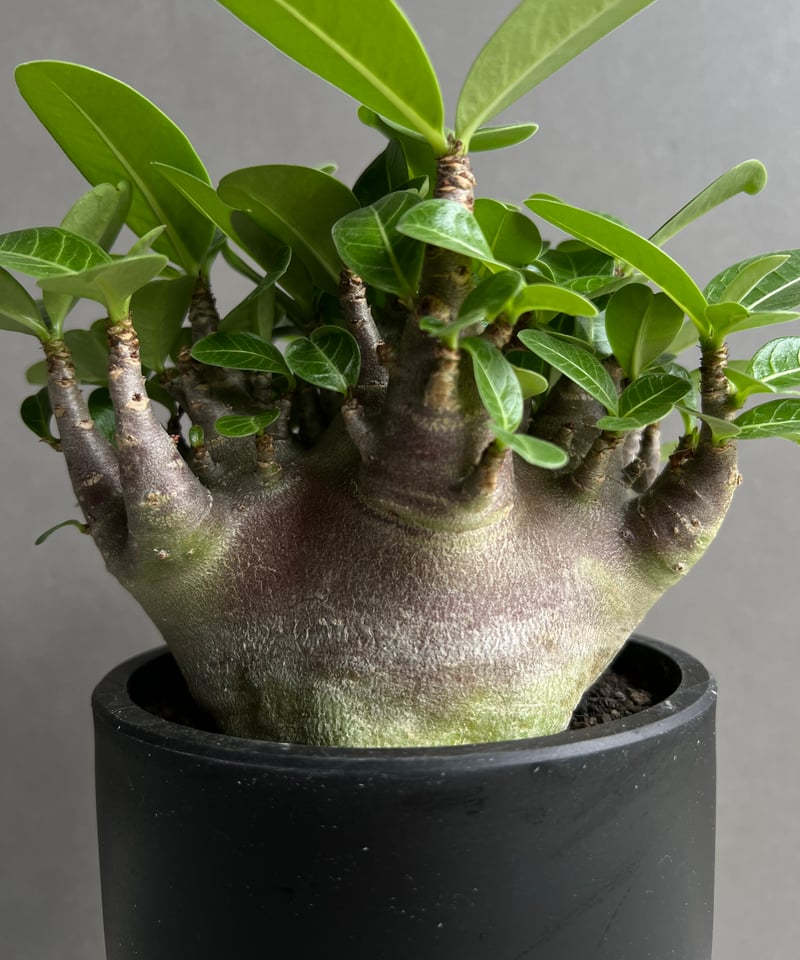 アデニウム アラビカム スーパー ドワーフ “ブラック” 「Adenium
