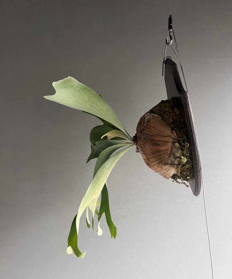 Platycerium Willinda (P. willinckii x P. alcic