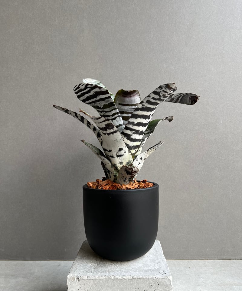 エクメア　チャンティニー　ブラックアイス エクメア チャンティニー ブラックアイス 2 Aechmea chantinii