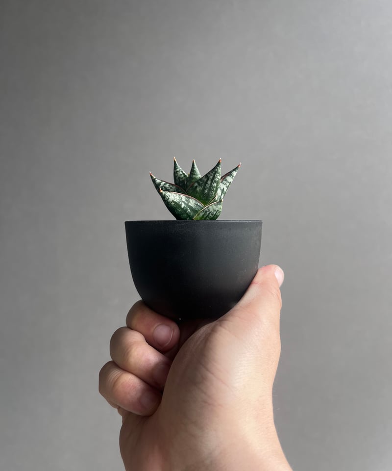 サンセベリア ニラパット(ドワーフ) 「Sansevieria Nilaphat (by