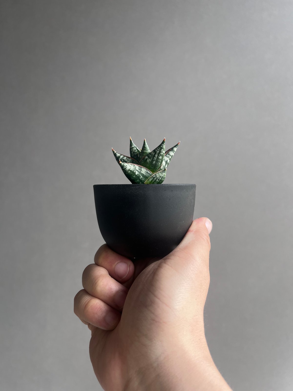 サンスベリア Sansevieria Nillapat サンセベリア ニラパット(ドワーフ) 「Sansevieria Nilaphat (by Un