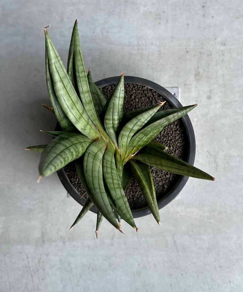 サンセベリア ヴィエナ「Sansevieria Vienna (by Unyamanee Ga