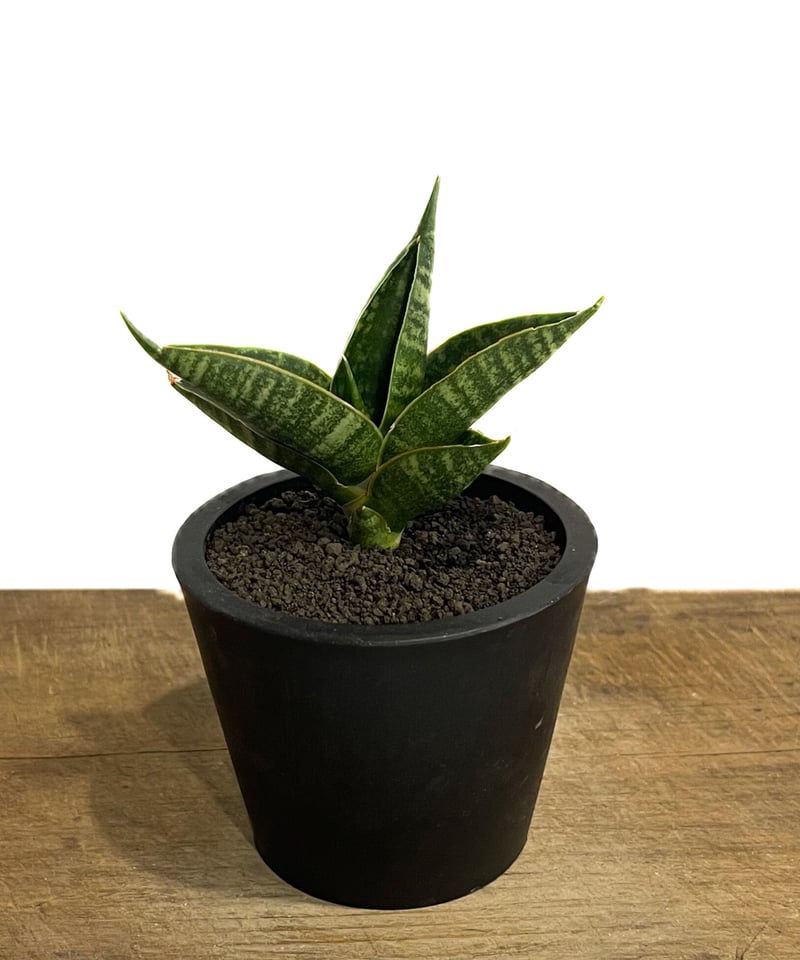サンセベリア シンドロ「Sansevieria Sindro」31E-1 | SHOUCHIKUEN