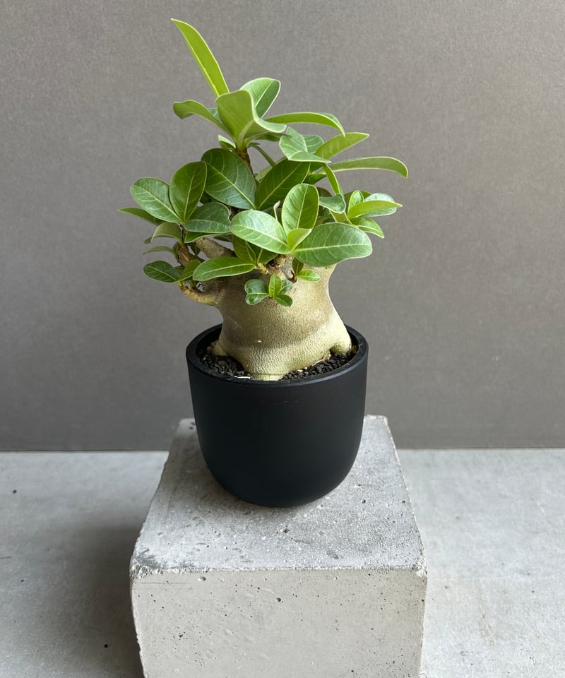アデニウム アラビカム スーパー ドワーフ “ブラック” 「Adenium