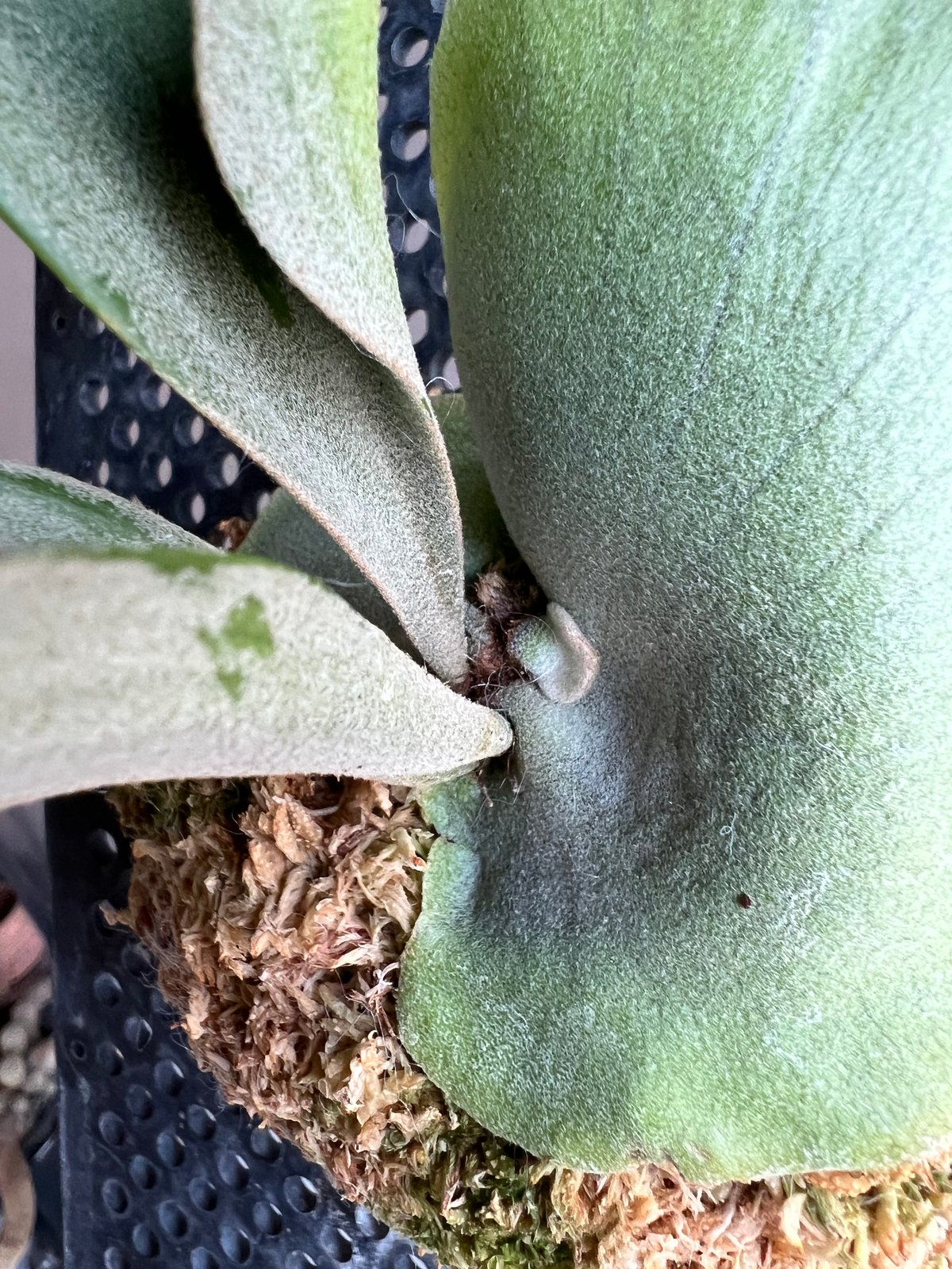 ビカクシダ ウィリンキー cv. ミュゲ 「Platycerium willinckii c