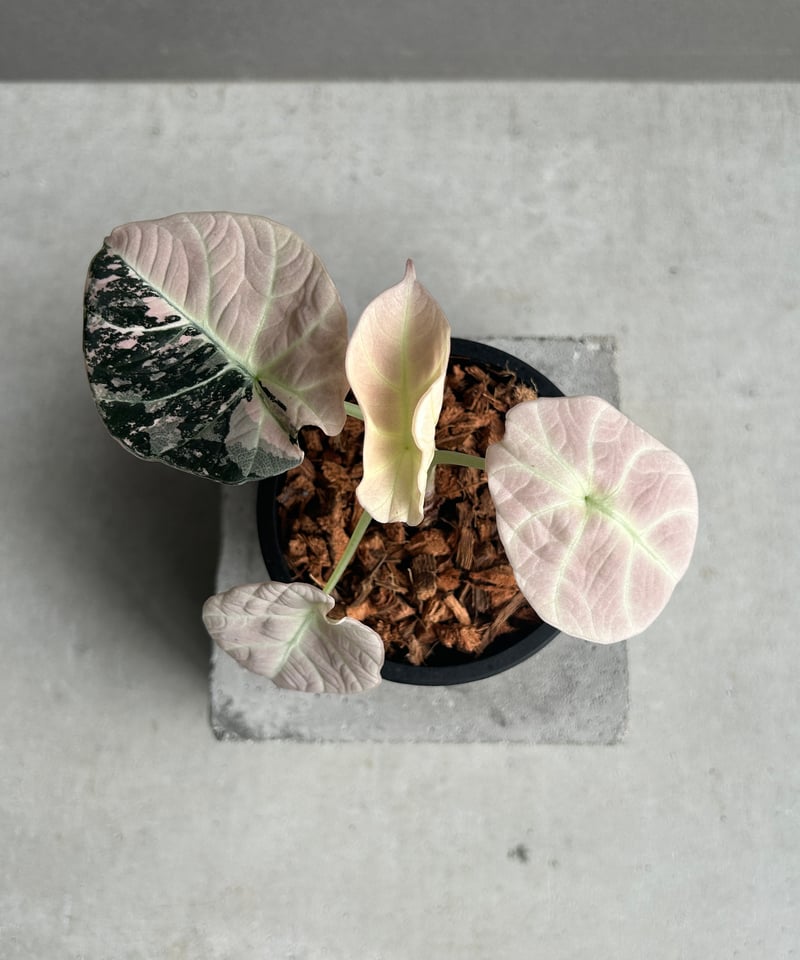 アロカシア ブラックベルベット ピンク アロカシア ブラック ベルベット ピンク 斑入 「Alocasia Black Velvet