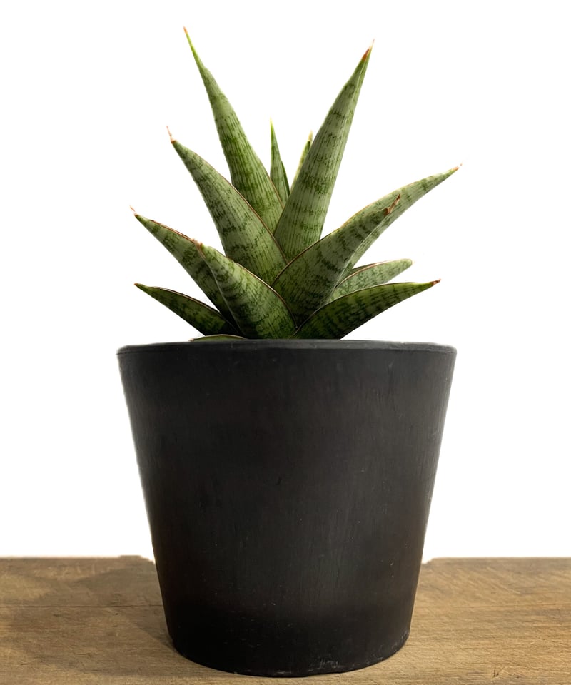 サンセベリア Bigme B751C サンセベリア オペラ ハウス 「Sansevieria Opera House 」91A |