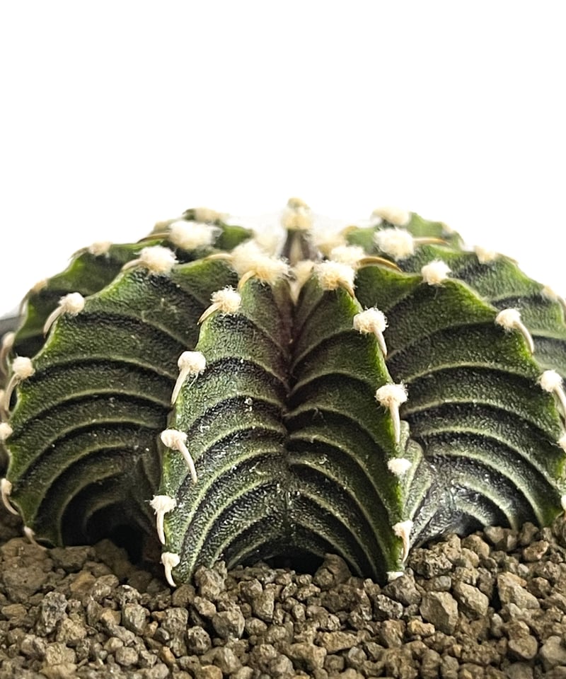 ギムノカリキウム フリードリヒ “VOS1241” KG 「Gymnocalycium fr ギムノカリキウム フリードリヒ “VOS1241” KG 「Gymnocalycium fr