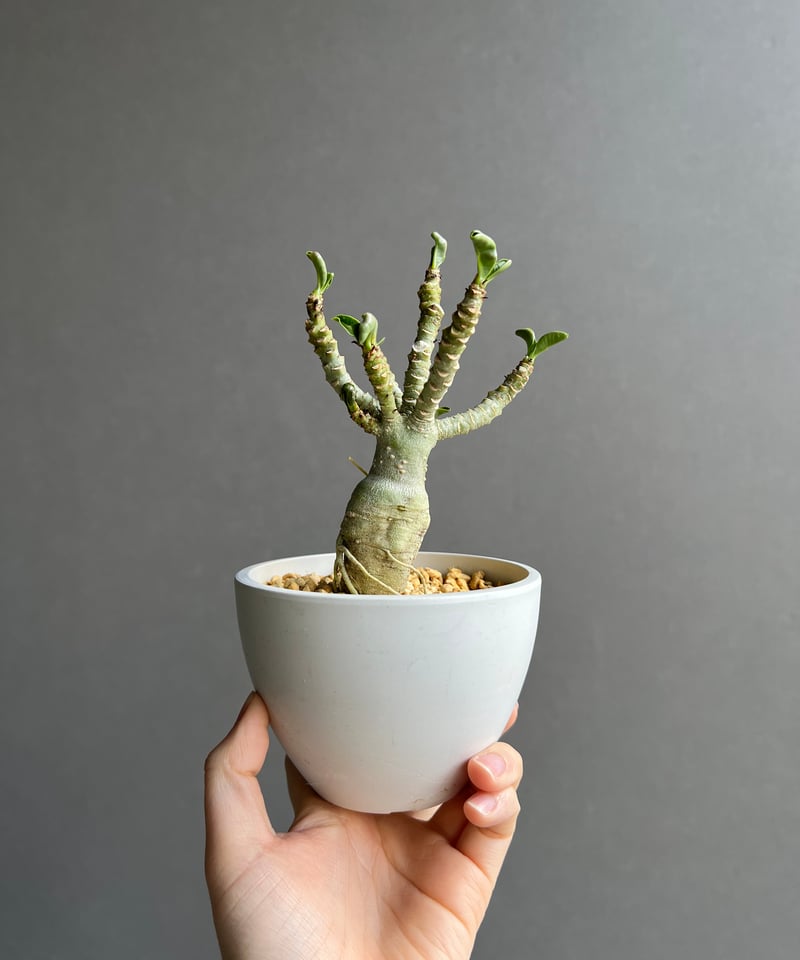 EP237オペルクリカリア パキプスチャレンジ株コーデックスベア ルート株