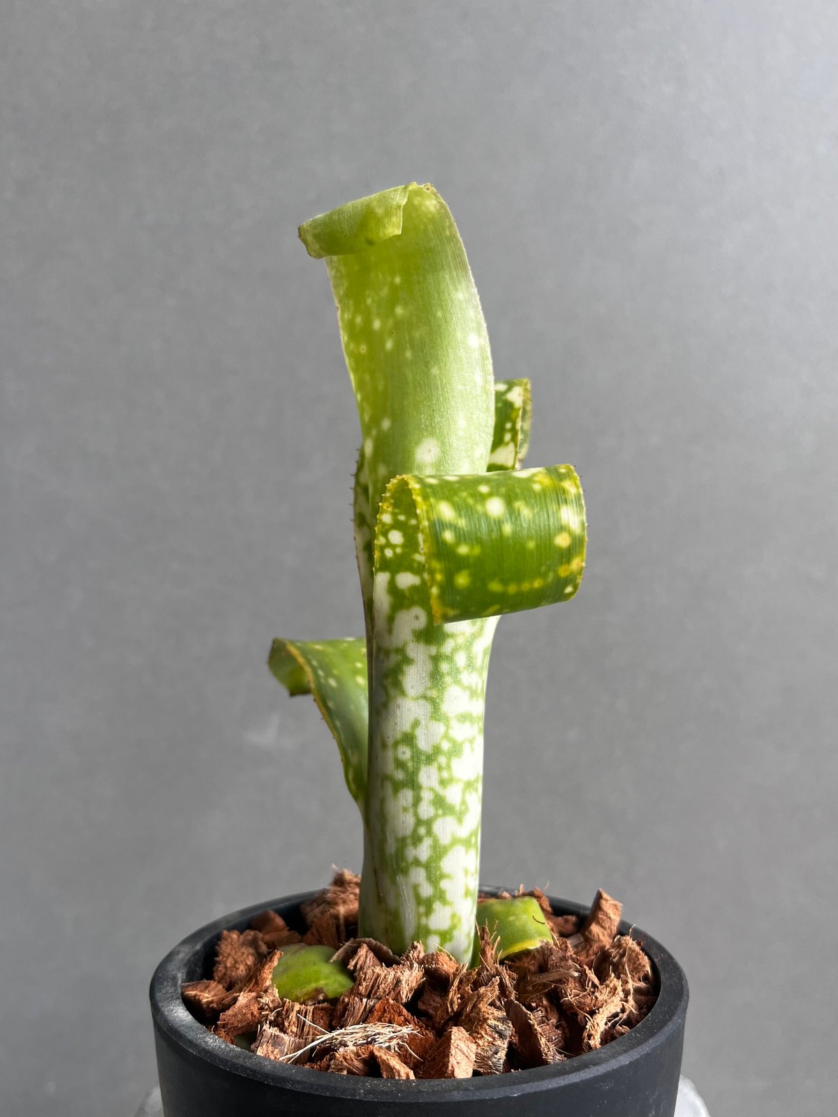 (5/29まで) ビルベルギア まとめ売り(値下げ済 ビルベルギア レプトポーダ 「Billbergia leptopoda」33E | SHOUC