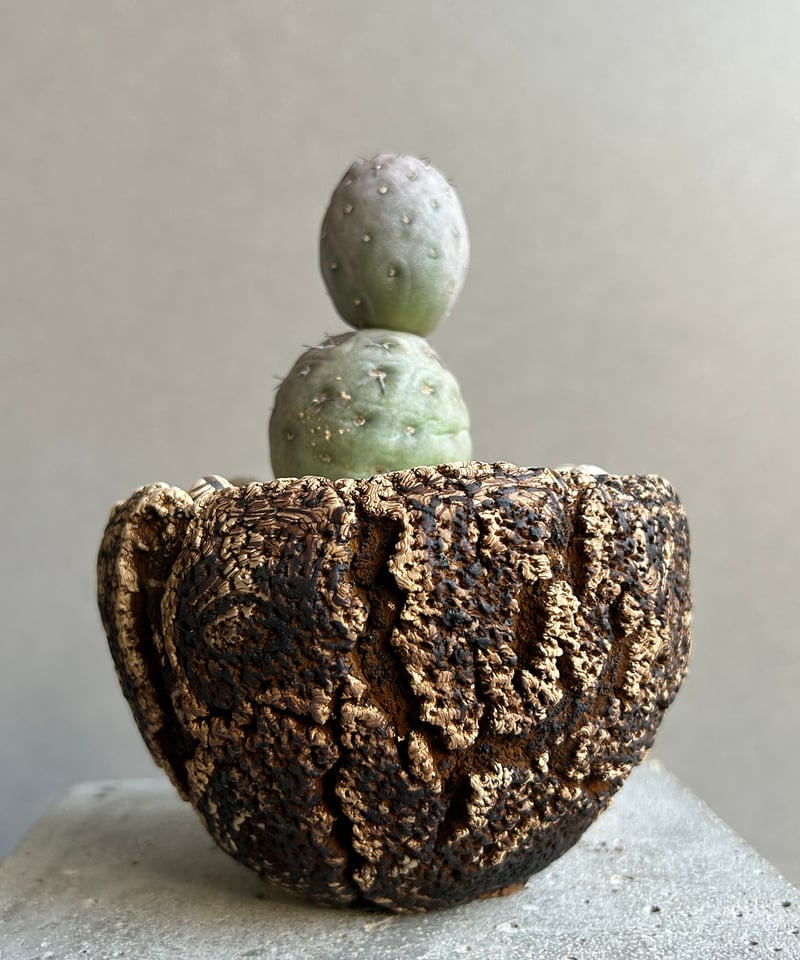 テフロカクタス ゲオメトリクス+plantsmonsters pot「Tephrocactus