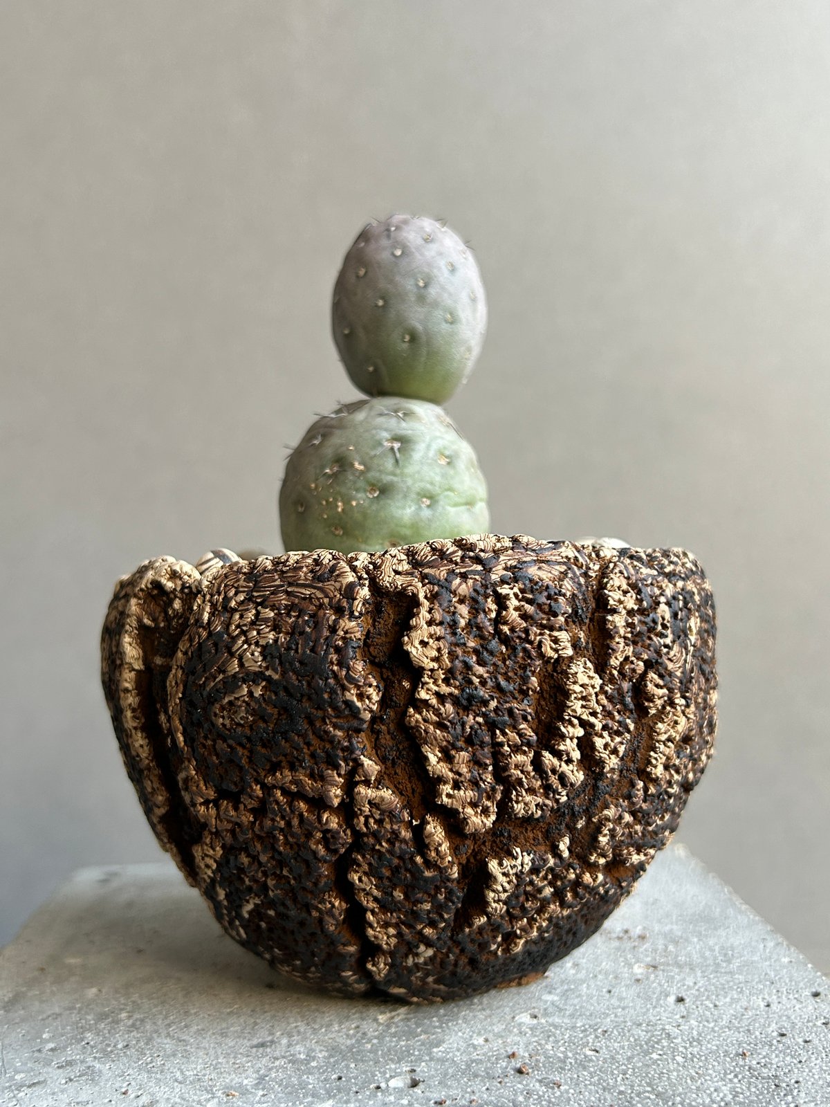 テフロカクタス ゲオメトリクス+plantsmonsters pot「Tephrocactus