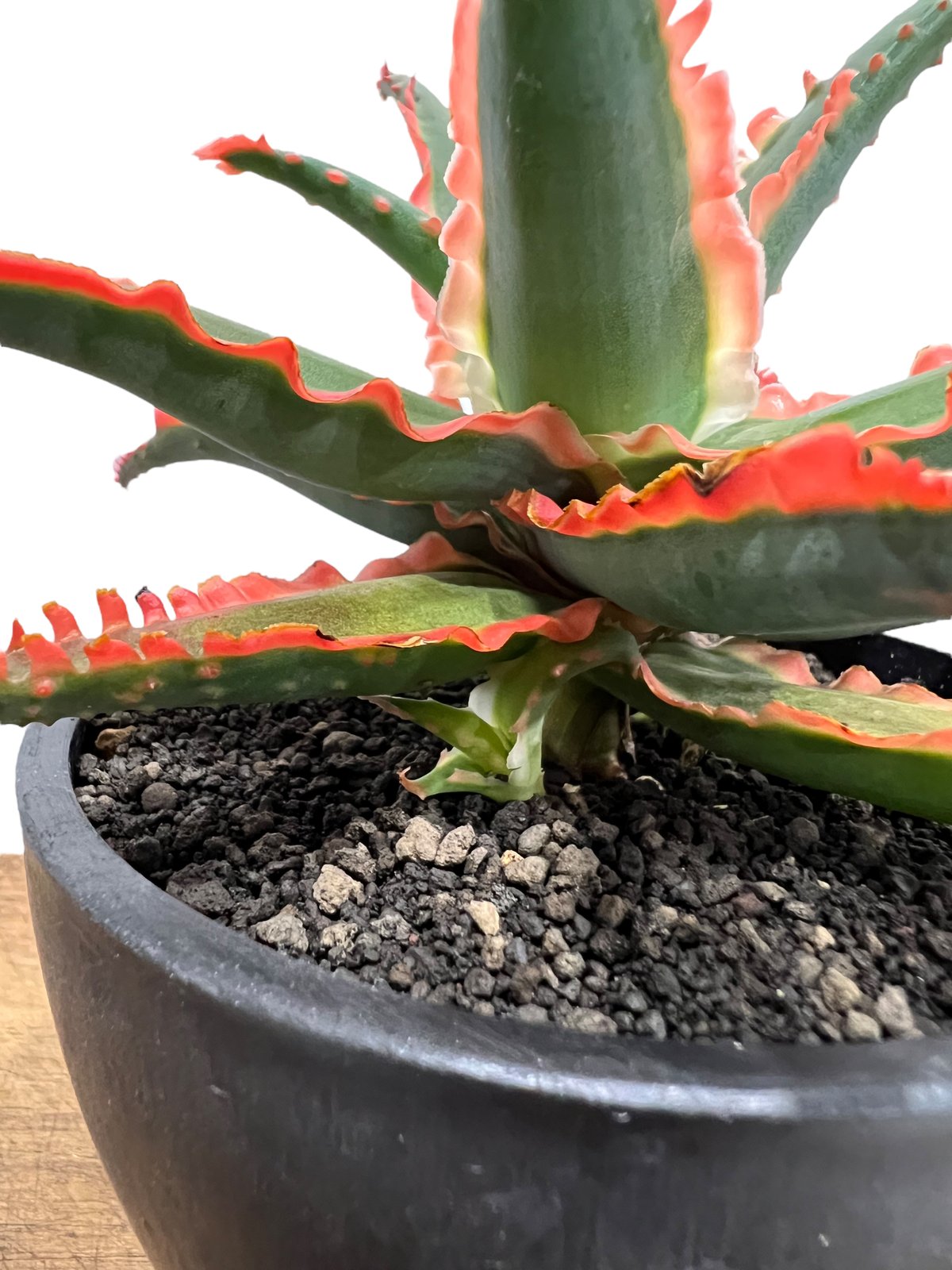 【子株3つ付き】アロエ ハイブリッド / aloe hyb 子株】アロエ ハイブリッド -Aloe hybrid- AB | Agave Rocon