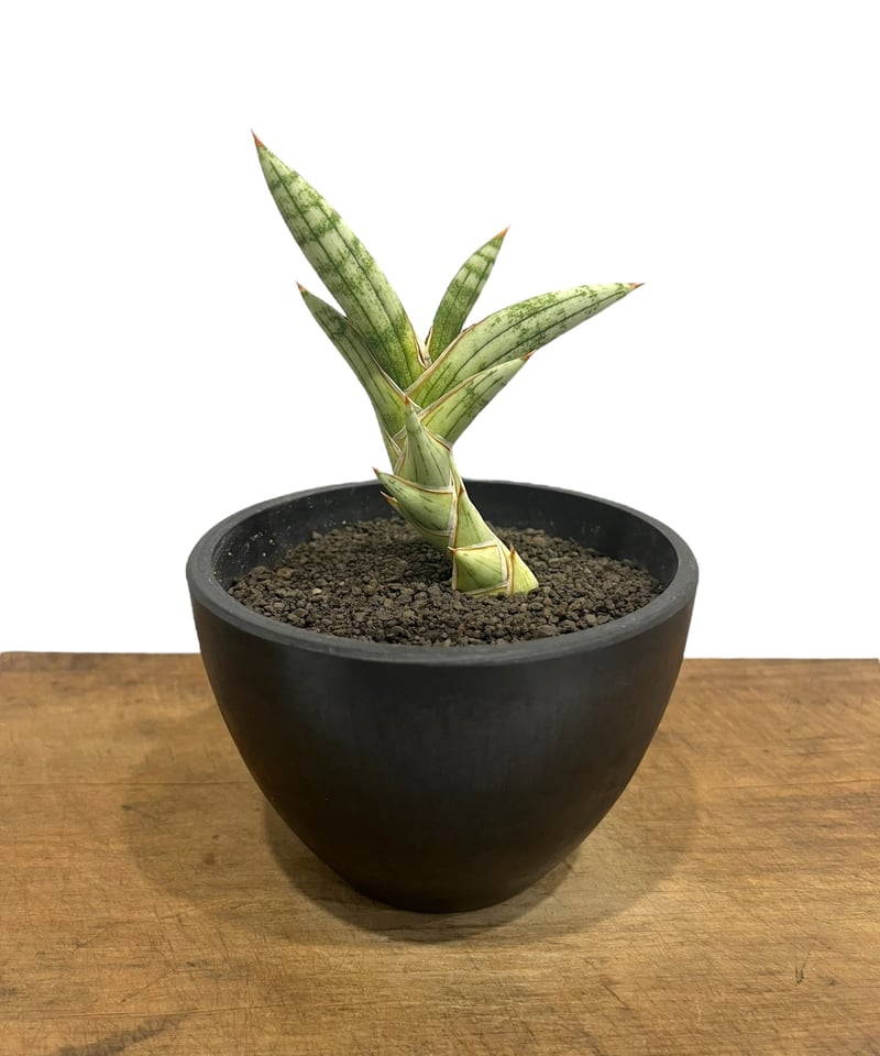 サンセベリア lav.1970 白斑入 「Sansevieria lav. 1970 Whit