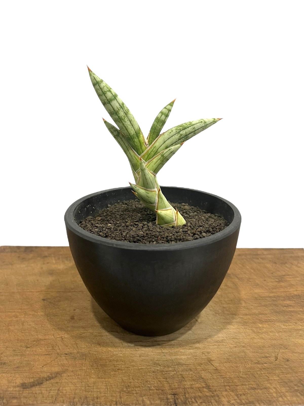 サンセベリア lav.1970 白斑入 「Sansevieria lav. 1970 Whit