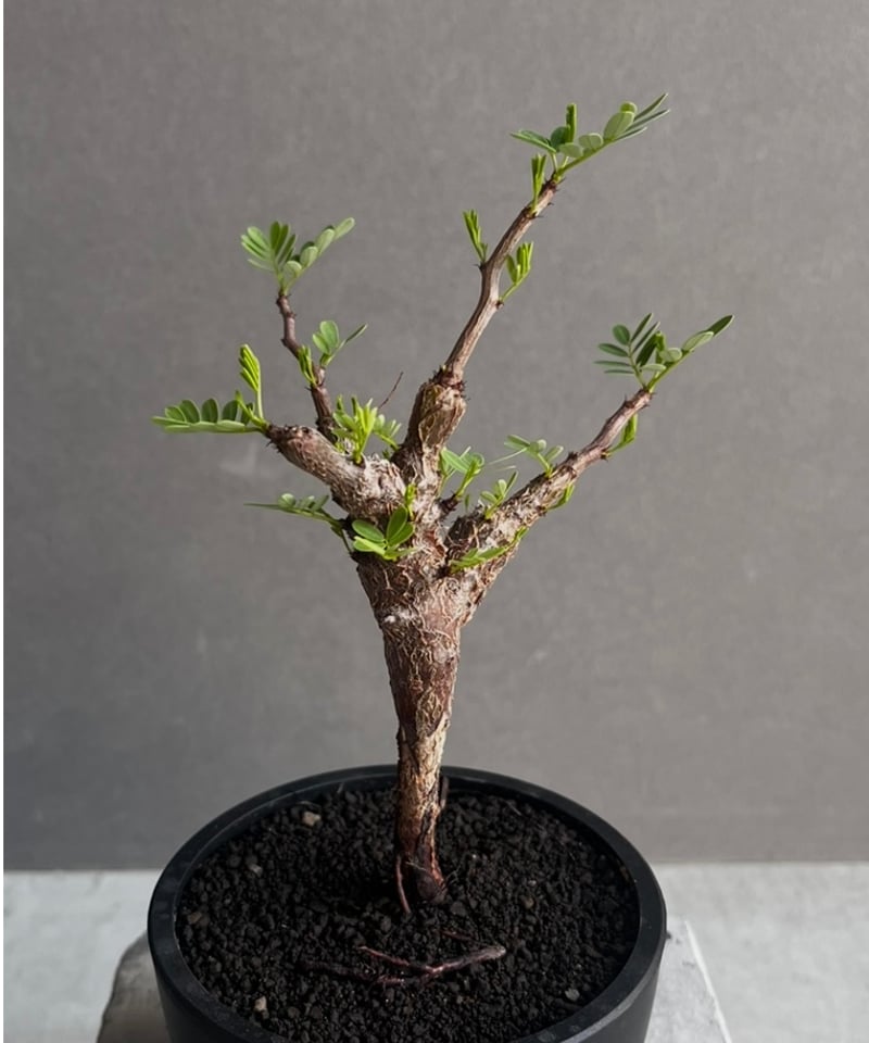 センナ メリディオナリス 実生苗 「Senna meridionalis」60Z センナ メリディオナリス 実生苗 「Senna meridionalis」60Z