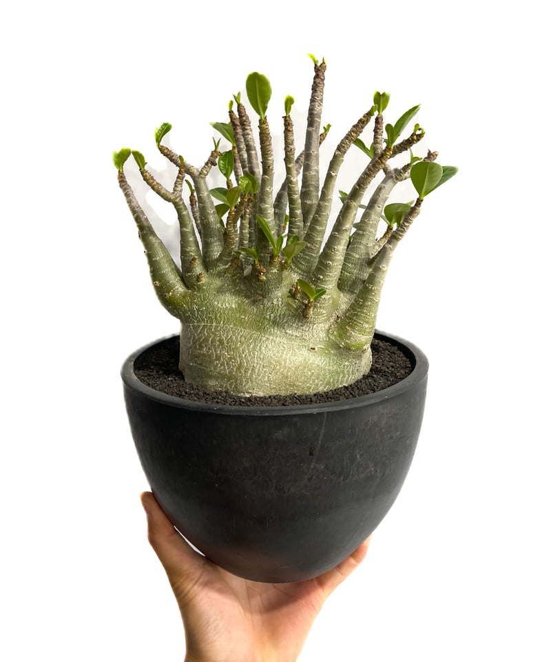 アデニウム アラビカム ドワーフ 6寸 アデニウム： アラビカム ドワーフ 6号23-05 の通販 | 園芸ネット