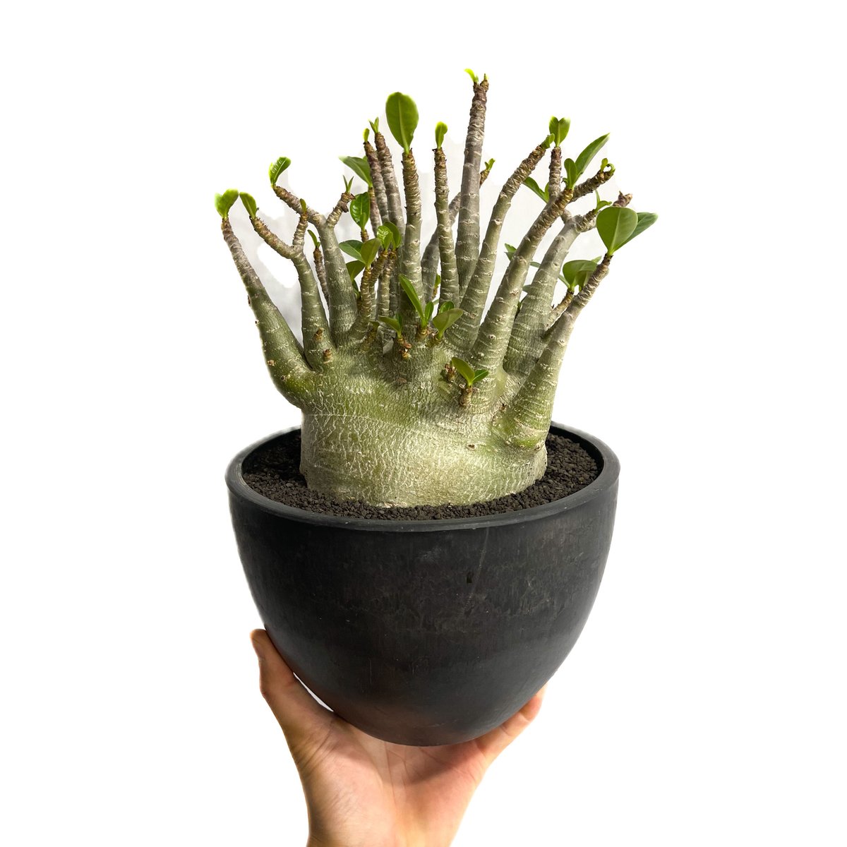 アデニウム アラビカム ドワーフ タイプ「Adenium arabicum dwarf ty