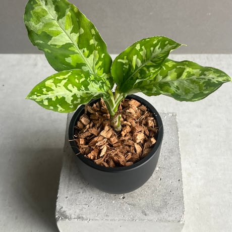 アグラオネマ ピクタム トリコロール (ワイド)本日セール中です。 アグラオネマ ピクタム トリコロール (ワイド)本日セール中です