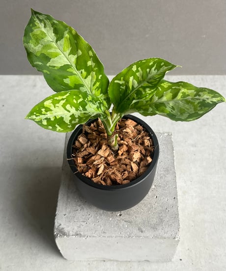 CATEGORY アグラオネマ | SHOUCHIKUEN