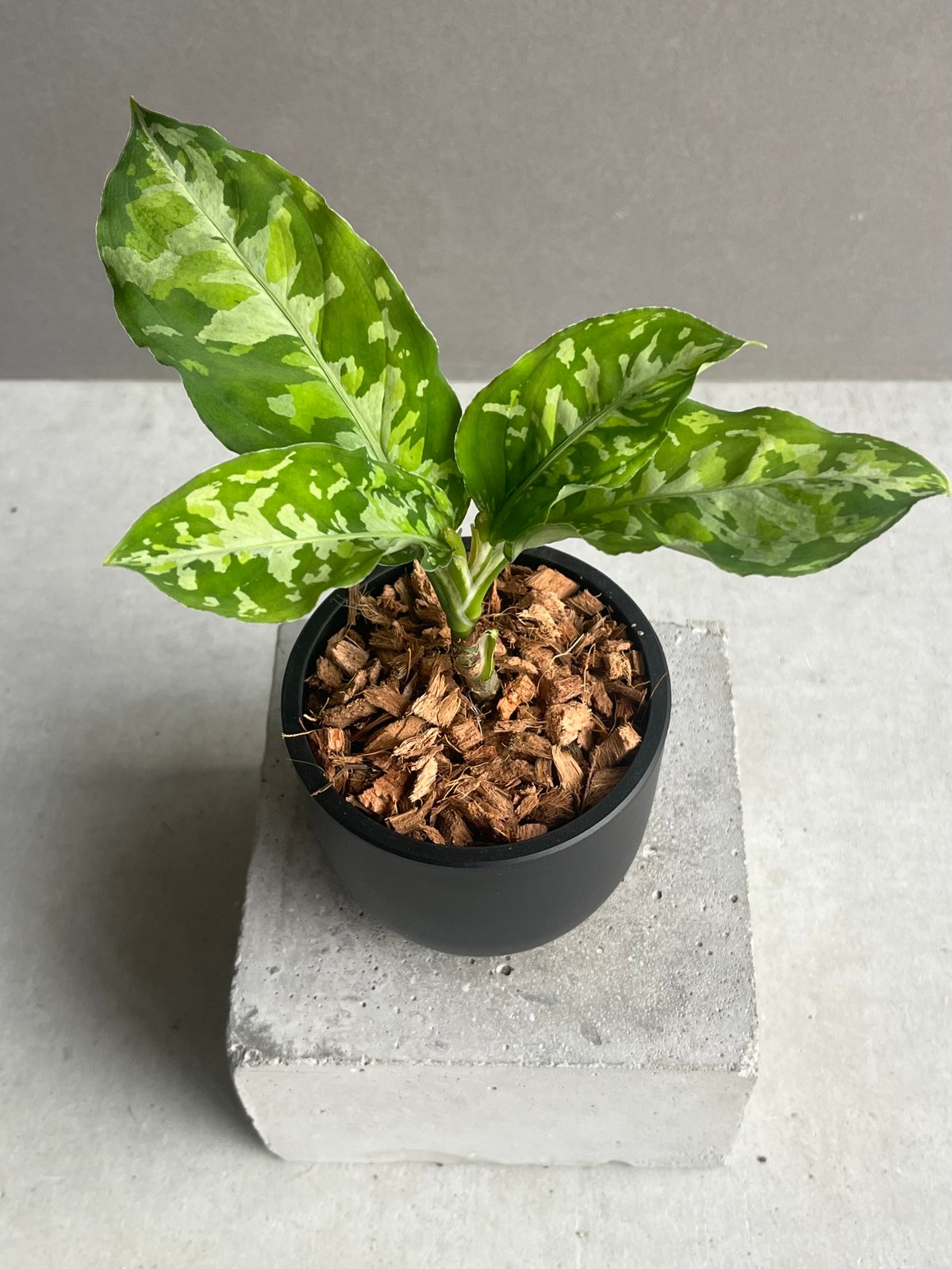 アグラオネマ ピクタム トリカラー 「Aglaonema pictum tricolor 」9