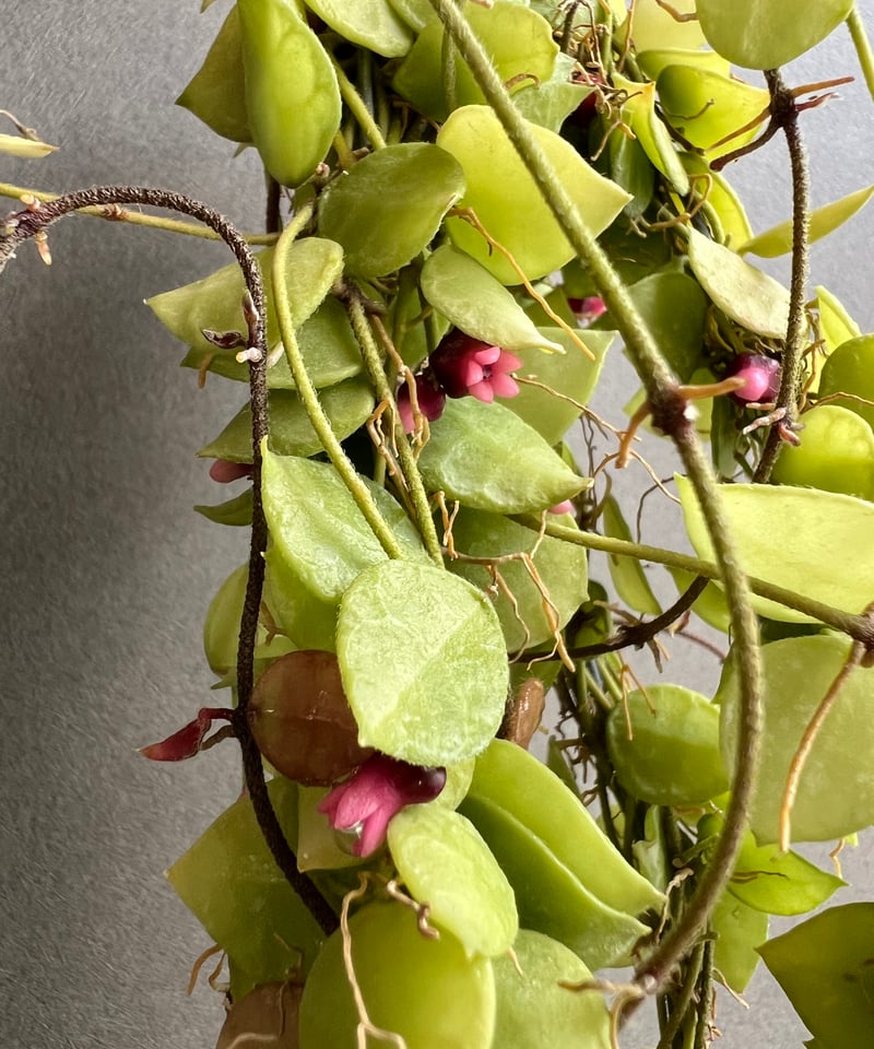 706 ＊ Dischidia ＊ ディスキディア ＊ヒルスタ ＊お花いっぱい ディスキディア ヒルスタ 「Dischidia hirsuta」94N | SHOUCHIKUEN