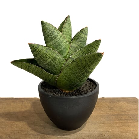 サンスベリア バンテン sansevieria bang-teng - 観葉植物