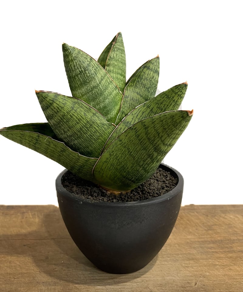 サンセベリア アンドロメダ「Sansevieria Andromeda」9/2-31C-1 |