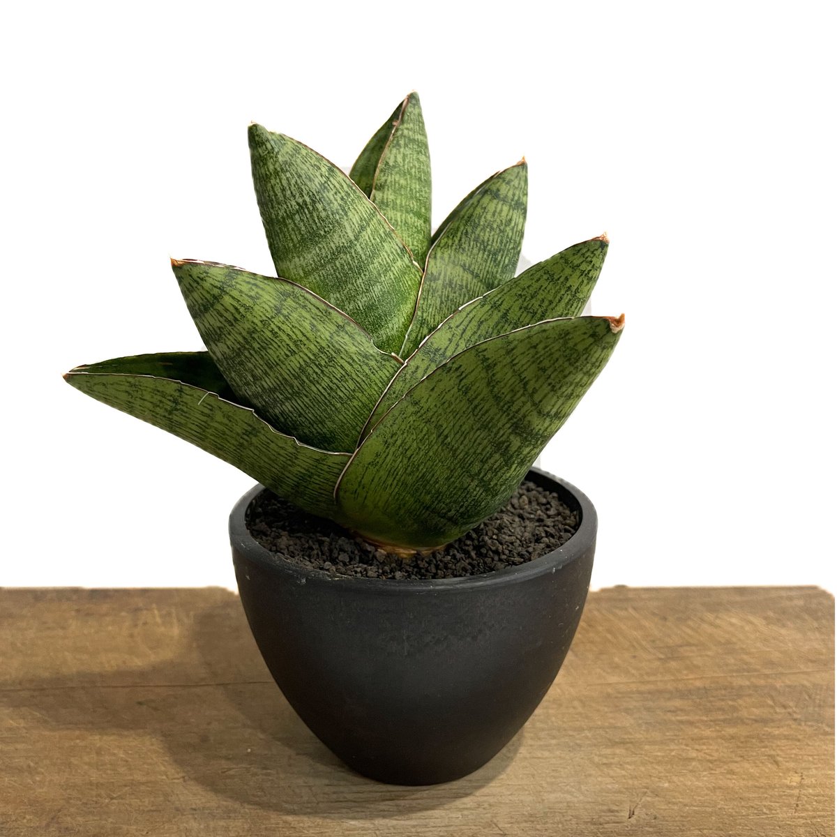 サンセベリア アンドロメダ「Sansevieria Andromeda」9/2-31C-1 |