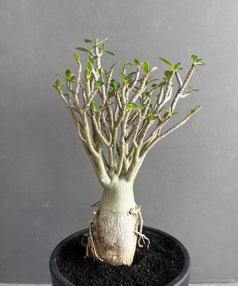 アデニウム オベスム スモールリーフ “選抜個体” 「Adenium obesum