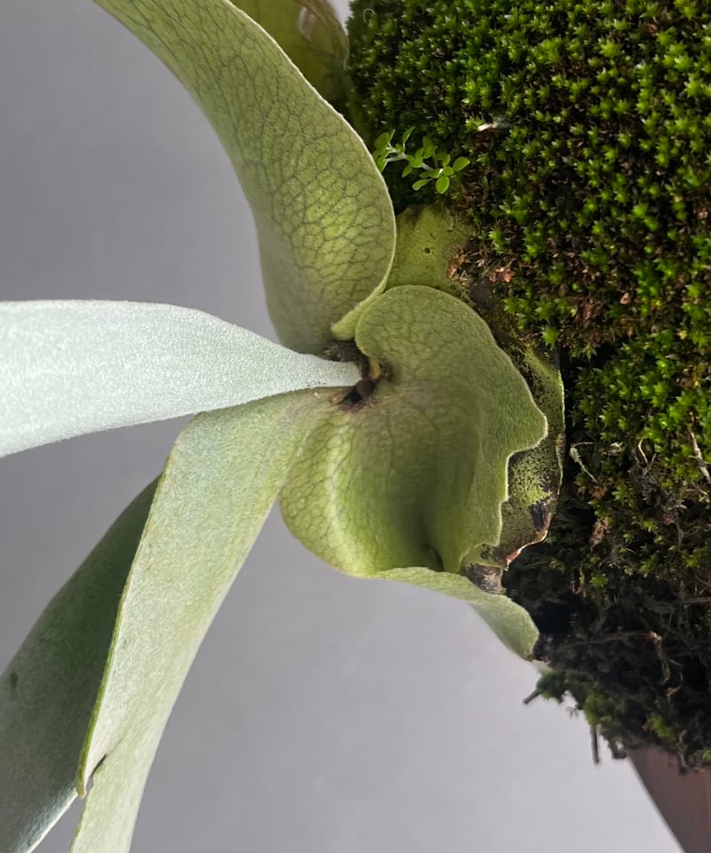 willinckii cv.Hydra ヒドラ　ウィリンキー　ビカクシダ P. willinckii cv. Hydra (pup) | naturefix