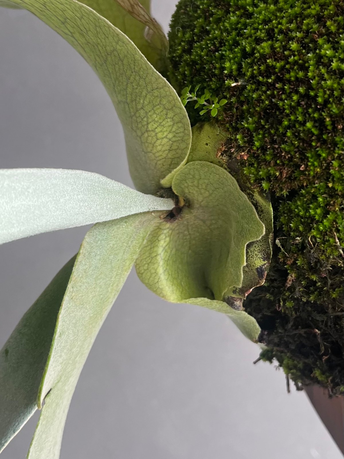 ビカクシダ　ウィリンキー　極白 Yahoo!オークション - P.willinckii 極白選抜 ウィリンキー