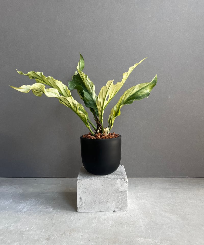 アンスリウム プロウマニー ミント 斑入 「Anthurium Plowmanii Mint