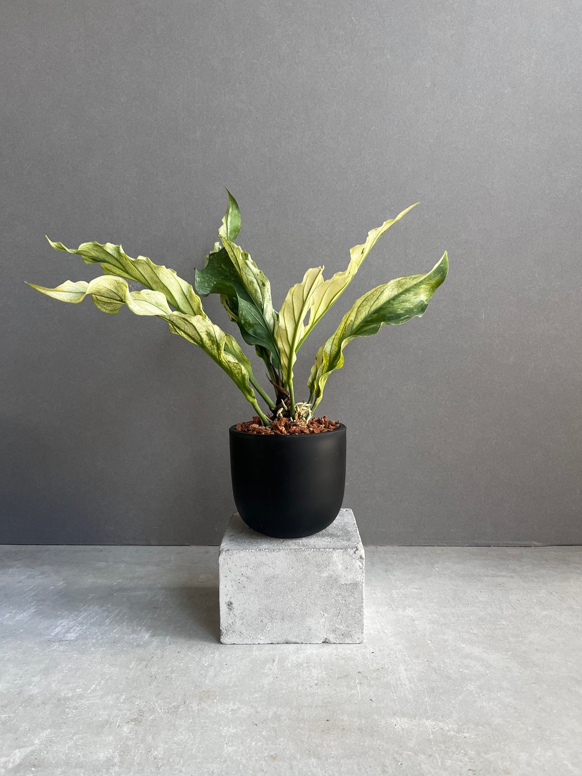 アンスリウム プロウマニー ミント 斑入 「Anthurium Plowmanii Mint